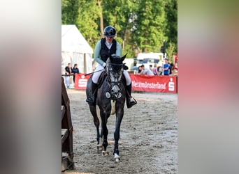 Westphalian, Mare, 4 years, 17 hh, Gray