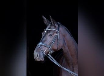 Westphalian, Mare, 4 years, 17 hh, Smoky-Black