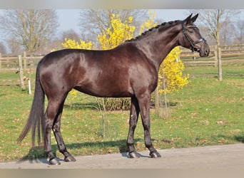 Westphalian, Mare, 4 years, 17 hh, Smoky-Black