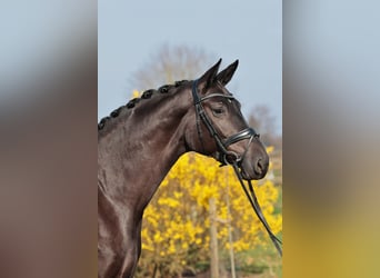 Westphalian, Mare, 4 years, 17 hh, Smoky-Black