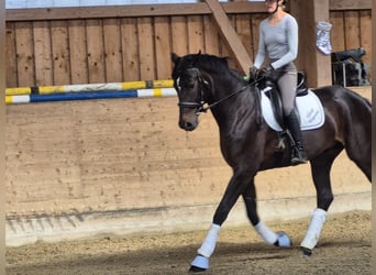 Westphalian, Mare, 4 years, 17 hh, Smoky-Black