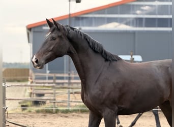 Westphalian, Mare, 4 years, 17 hh, Smoky-Black