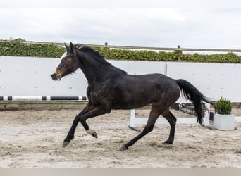 Westphalian, Mare, 4 years, 17,1 hh, Bay-Dark