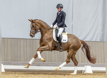 Westphalian, Mare, 4 years, 17,1 hh, Chestnut-Red