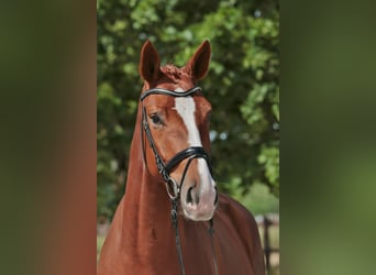 Westphalian, Mare, 4 years, 17,1 hh, Chestnut-Red