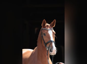 Westphalian, Mare, 4 years, 17,1 hh, Chestnut-Red