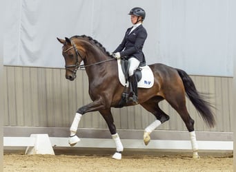 Westphalian, Mare, 4 years, Bay-Dark