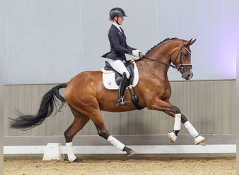 Westphalian, Mare, 4 years, Brown
