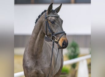 Westphalian, Mare, 4 years, Brown