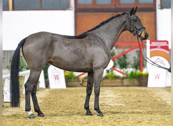 Westphalian, Mare, 4 years, Brown