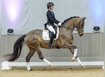 Westphalian, Mare, 4 years, Brown