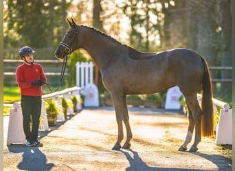 Westphalian, Mare, 4 years, Chestnut