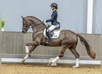 Westphalian, Mare, 4 years, Chestnut