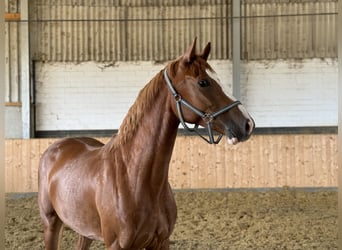 Westphalian, Mare, 4 years, Chestnut-Red