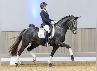 Westphalian, Mare, 4 years