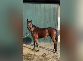 Westphalian, Mare, 5 years, 15,1 hh, Brown