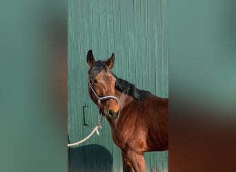 Westphalian, Mare, 5 years, 15,1 hh, Brown