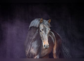 Westphalian, Mare, 5 years, 15.2 hh, Bay-Dark