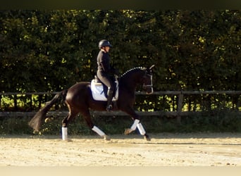 Westphalian, Mare, 5 years, 15.2 hh, Black