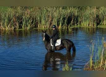 Westphalian, Mare, 5 years, 15.2 hh, Black