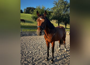 Westphalian, Mare, 5 years, 15.2 hh, Brown