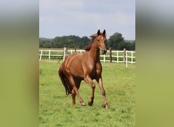 Westphalian, Mare, 5 years, 15.2 hh, Chestnut-Red