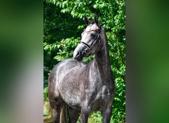 Westfale, Stute, 5 Jahre, 15,2 hh, Blauschimmel