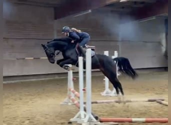 Westphalian, Mare, 5 years, 15.2 hh, Smoky-Black