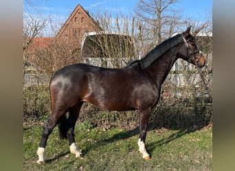 Westphalian, Mare, 5 years, 15.2 hh, Smoky-Black