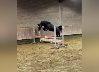 Westphalian, Mare, 5 years, 15.2 hh, Smoky-Black