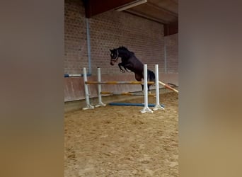 Westphalian, Mare, 5 years, 15.2 hh, Smoky-Black