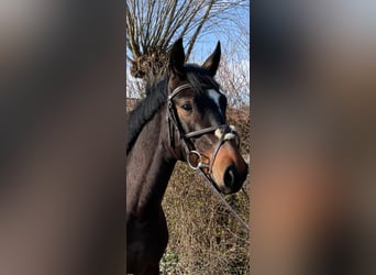 Westphalian, Mare, 5 years, 15.2 hh, Smoky-Black