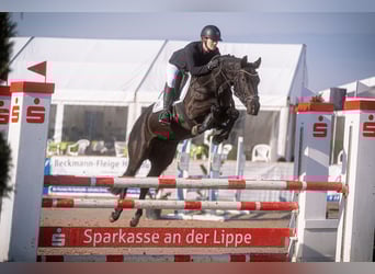 Westphalian, Mare, 5 years, 15.2 hh, Smoky-Black