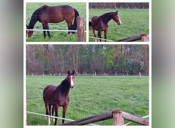 Westphalian, Mare, 5 years, 15.3 hh, Bay-Dark