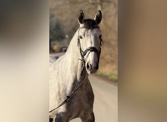 Westphalian, Mare, 5 years, 15.3 hh