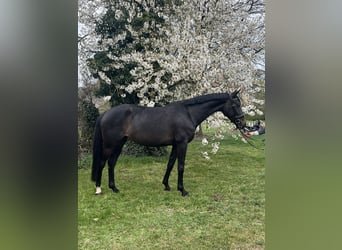 Westphalian, Mare, 5 years, 15.3 hh, Smoky-Black