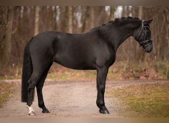 Westphalian, Mare, 5 years, 15.3 hh, Smoky-Black