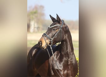 Westphalian, Mare, 5 years, 15,1 hh, Bay-Dark