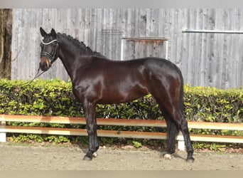 Westphalian, Mare, 5 years, 15,1 hh, Bay-Dark