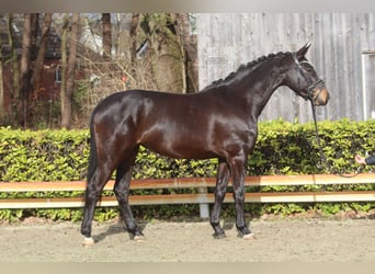 Westphalian, Mare, 5 years, 15,1 hh, Bay-Dark