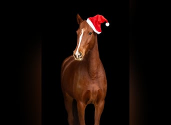 Westphalian, Mare, 5 years, 15,1 hh, Chestnut-Red