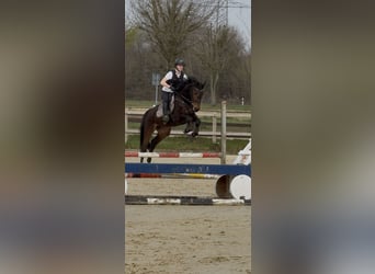 Westphalian, Mare, 5 years, 15,2 hh, Bay-Dark