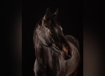 Westphalian, Mare, 5 years, 15,2 hh, Bay-Dark