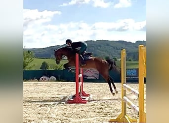 Westphalian, Mare, 5 years, 15,2 hh, Brown