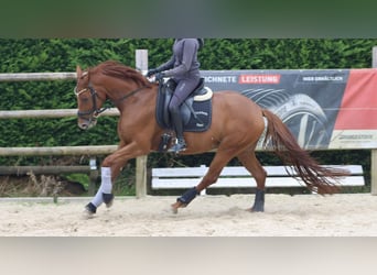 Westphalian, Mare, 5 years, 15,2 hh, Chestnut-Red