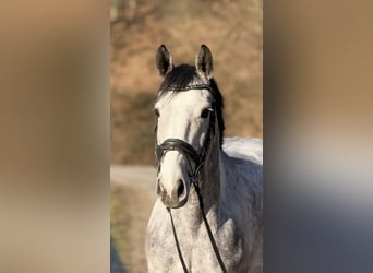 Westphalian, Mare, 5 years, 15,3 hh