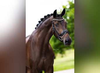 Westphalian, Mare, 5 years, 16,1 hh, Bay-Dark