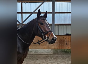 Westphalian, Mare, 5 years, 16.1 hh, Bay-Dark