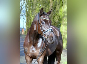 Westphalian, Mare, 5 years, 16,1 hh, Black