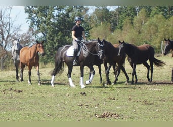 Westphalian, Mare, 5 years, 16.1 hh, Black